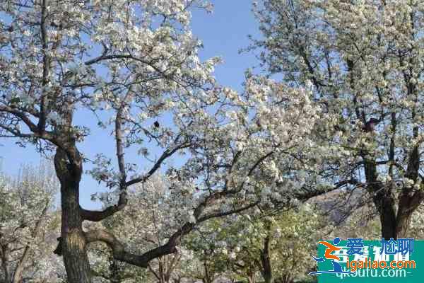 2021定西臨洮縣龍門鎮(zhèn)梨花文化藝術節(jié)開幕時間? 2021定西臨洮縣龍門鎮(zhèn)梨花文化藝術節(jié)開幕時間?