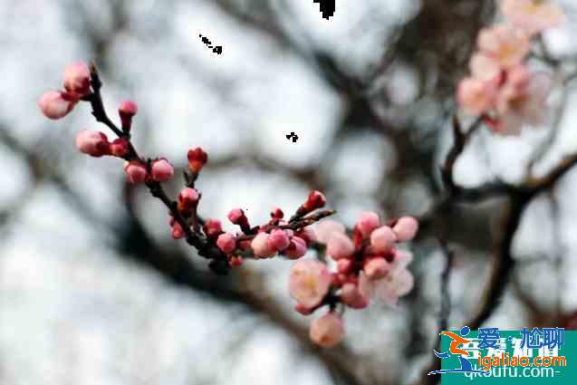 2021年烏素圖杏花節時間及活動詳情 呼和浩特文藝活動匯總？