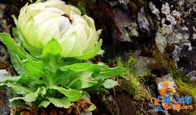 西藏有什么特產，西藏有哪些特產，西藏旅游買什么好？