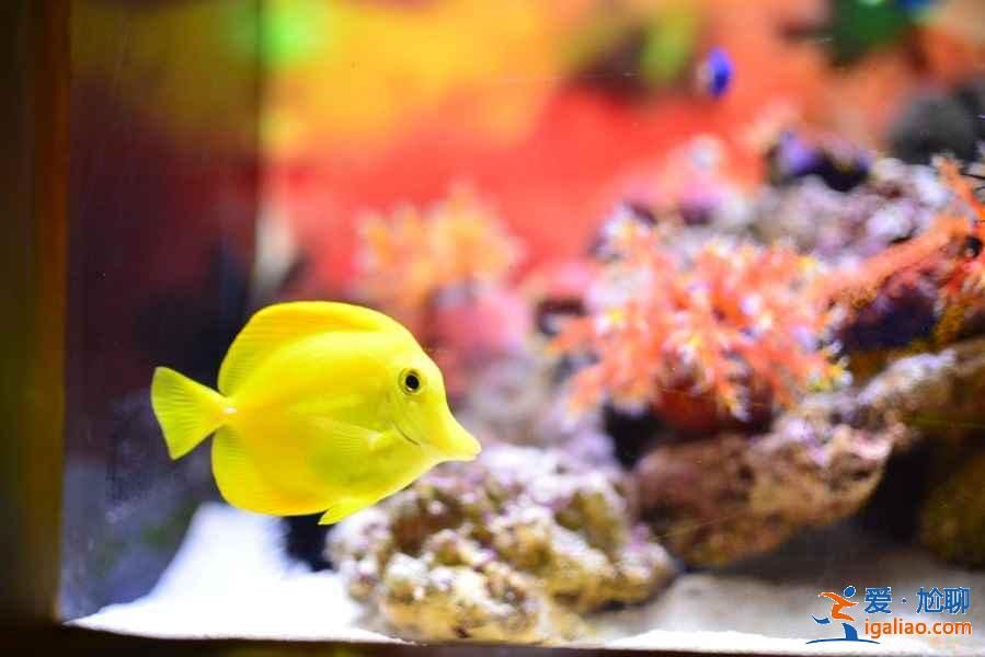 哈爾濱夏季旅游景點,哈爾濱旅游必去景點,哈爾濱值得去的景點? 哈爾濱夏季旅游景點,哈爾濱旅游必去景點,哈爾濱值得去的景點?