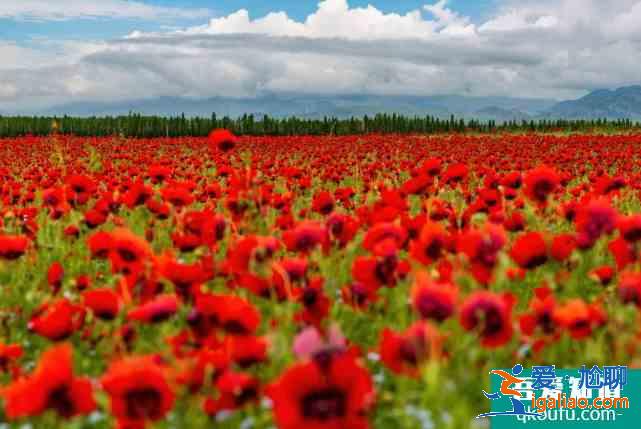 伊犁五月看什么花? 伊犁五月看什么花?