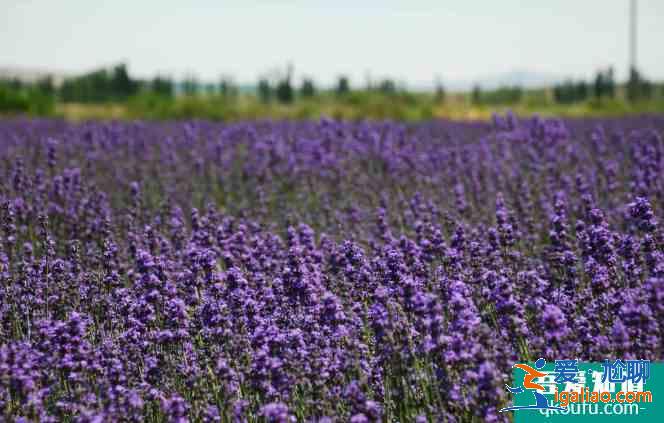 伊犁五月看什么花? 伊犁五月看什么花?