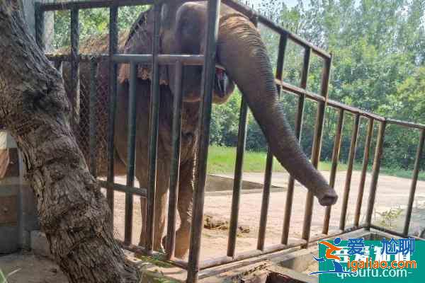 2021合肥野生動物園門票多少一張？