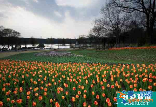 世界地球日南京中山植物園免費(fèi)開(kāi)放及預(yù)約指南 2021南京中山植物園免費(fèi)開(kāi)放時(shí)間？