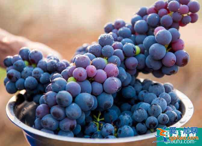 中秋節吃什么水果好呢? 中秋節吃什么水果好呢?