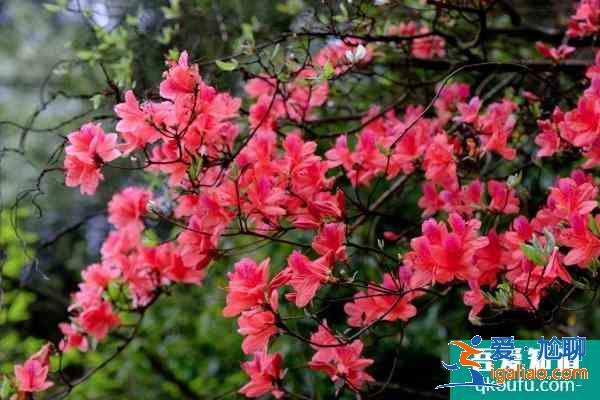 2021湖南杜鵑花哪里最出名 賞杜鵑好去處推薦？
