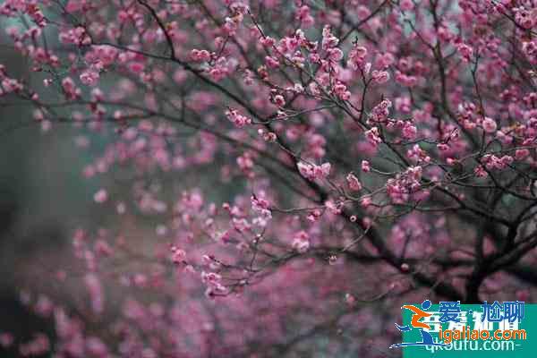 南京賞梅花的地方 南京哪里的梅花好看？