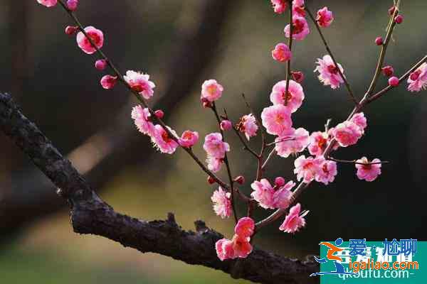 南京賞梅花的地方 南京哪里的梅花好看？
