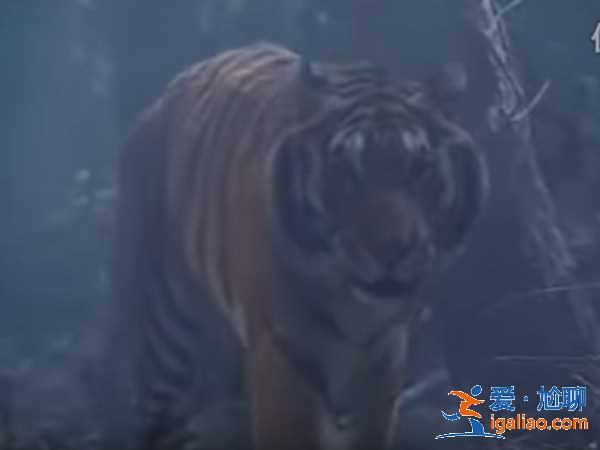 武松打的是真老虎 片場伸懶腰露虎爪？