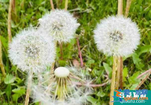 2021北京奧森南園蒲公英花海？