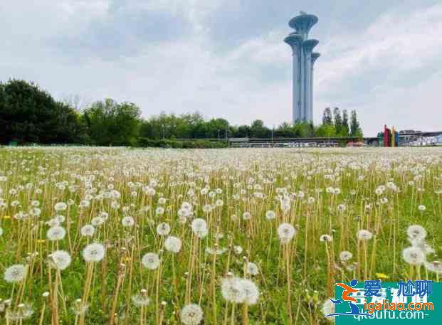 2021北京奧森南園蒲公英花海？