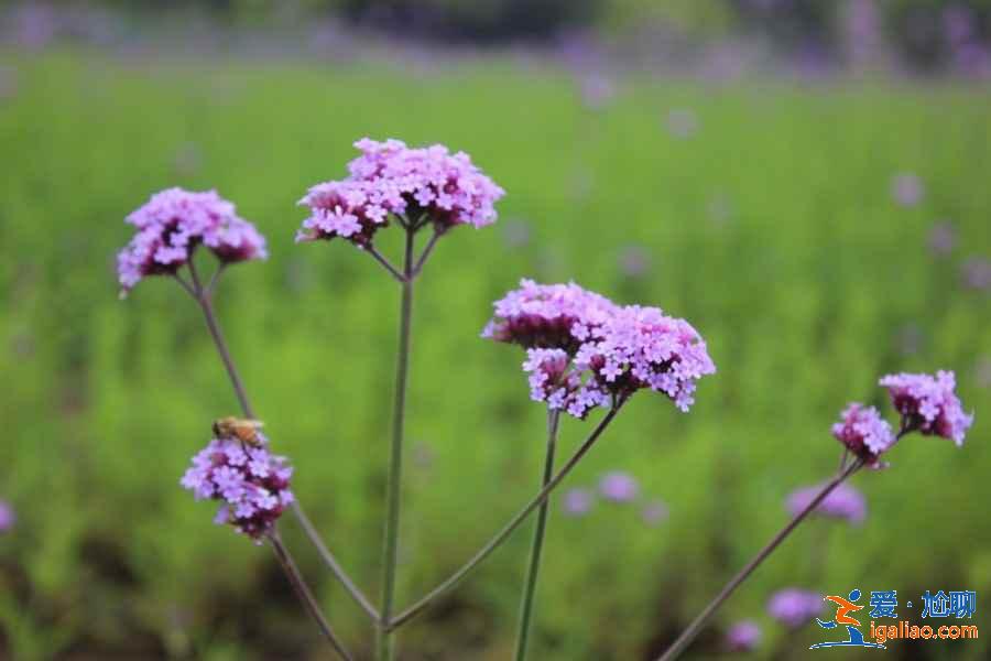 2019無(wú)錫雪浪山薰衣草住宿推薦，無(wú)錫雪浪山周邊酒店？