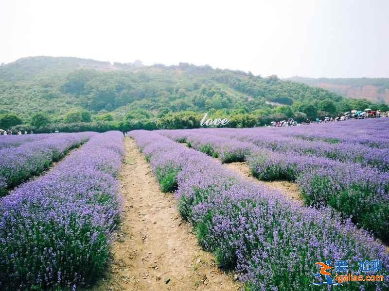 2019無(wú)錫雪浪山薰衣草住宿推薦，無(wú)錫雪浪山周邊酒店？