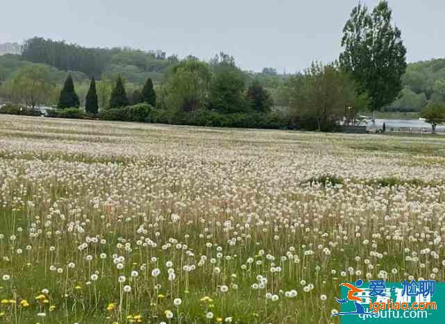 2021北京奧森南園蒲公英花海？