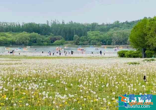 2021北京奧森南園蒲公英花海？