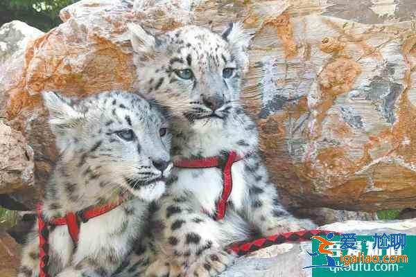 2021西寧野生動物園門票多少錢一張？