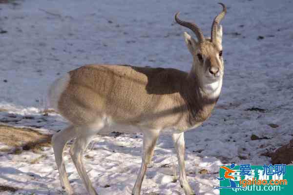 2021西寧野生動物園門票多少錢一張？