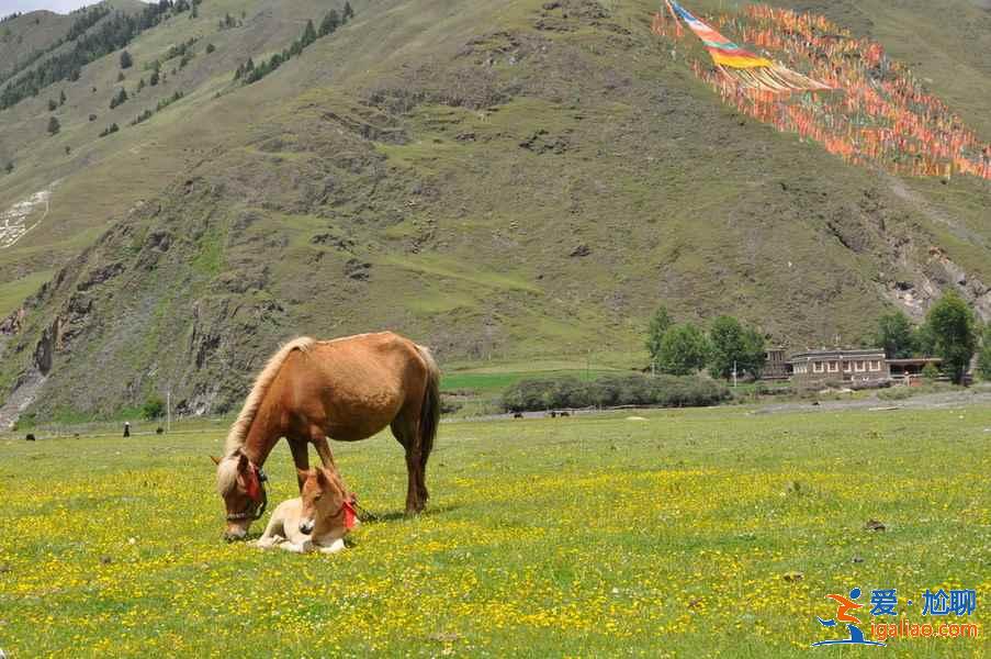 去稻城亞丁旅游多少錢,稻城亞丁旅游費用? 去稻城亞丁旅游多少錢,稻城亞丁旅游費用?