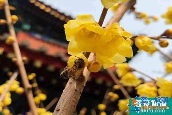 2022年北京臥佛寺臘梅花什么時候開 附觀賞時間? 2022年北京臥佛寺臘梅花什么時候開 附觀賞時間?
