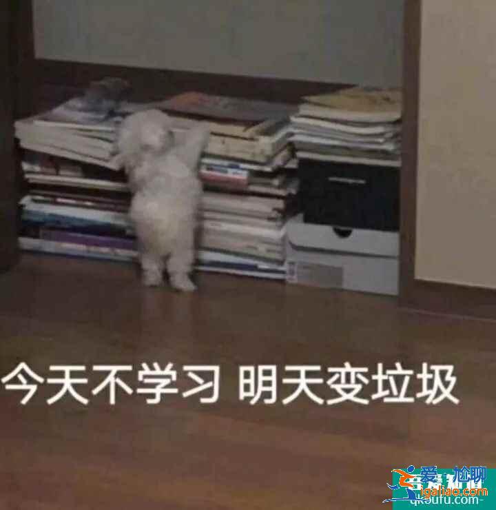 云頂之弈11.8版本推薦陣容神射豹女，云頂11.8版本賽季末沖分陣容介紹？