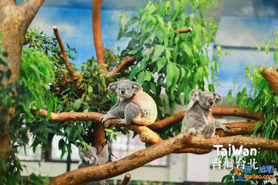 臺北動物園門票價格多少，臺北動物園有學生票嗎？