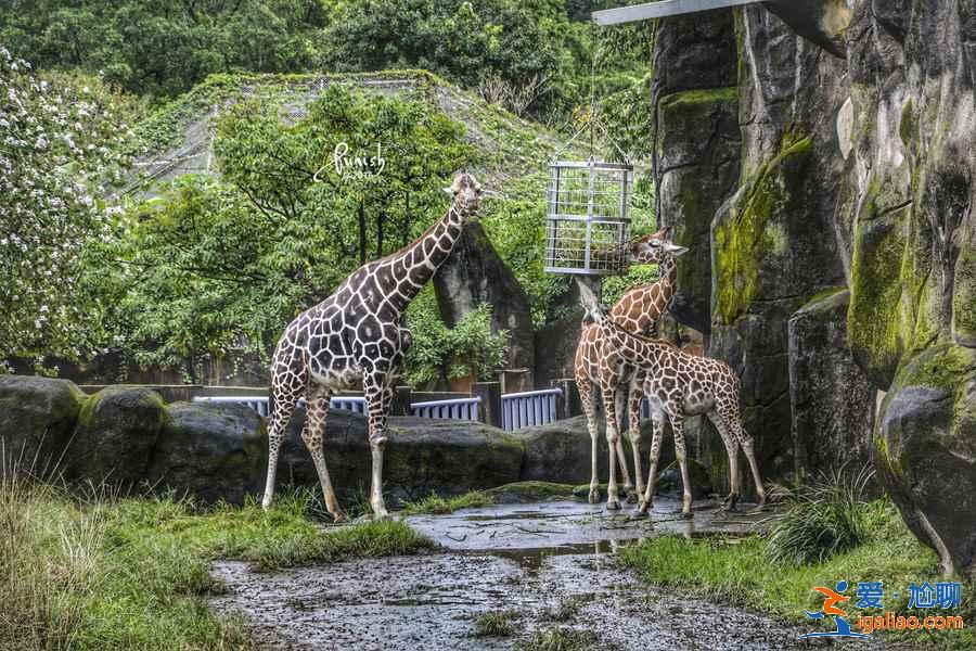 臺北動物園門票價格多少，臺北動物園有學生票嗎？