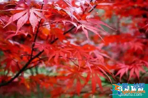 重慶紅葉景區(qū)有哪些地方 2020重慶紅葉觀賞預(yù)期圖？