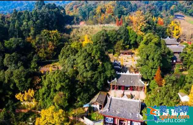 德陽銀杏樹多的地？