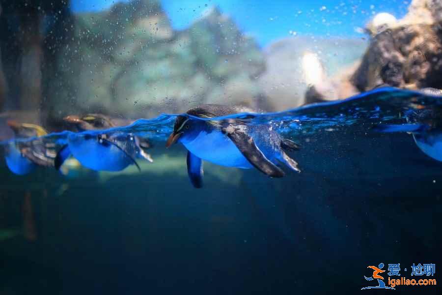 帶孩子去馬來西亞怎么玩，馬來西亞親子游攻略？