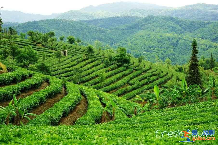 【云南免費(fèi)景區(qū)名單】盤點(diǎn)云南各地免費(fèi)景點(diǎn)？