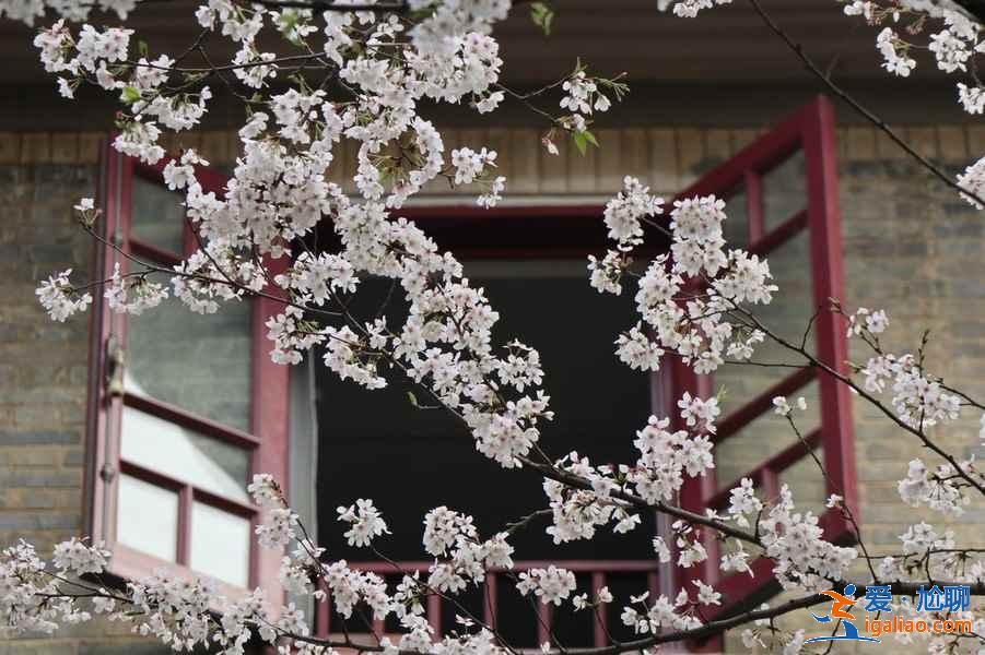 【武漢賞花】武漢賞花去哪里,武漢賞花全年花期表? 【武漢賞花】武漢賞花去哪里,武漢賞花全年花期表?