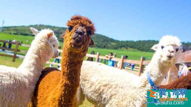 大連親子游必玩景點推薦? 大連親子游必玩景點推薦?