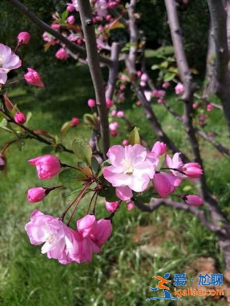 【武漢賞花】武漢賞花去哪里,武漢賞花全年花期表? 【武漢賞花】武漢賞花去哪里,武漢賞花全年花期表?