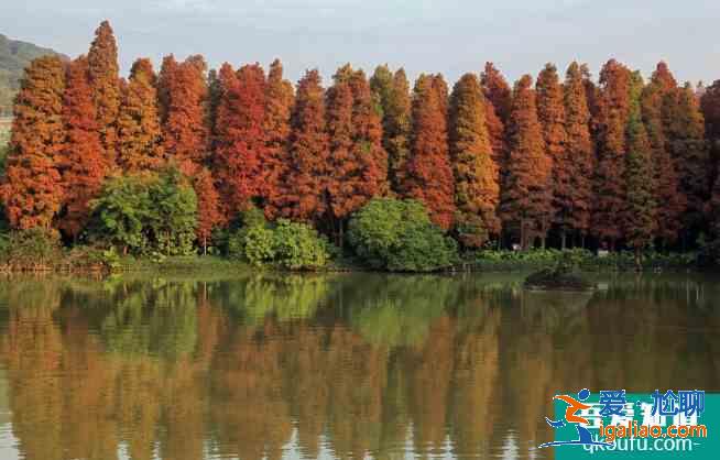 深圳12月有紅葉嗎 深圳哪里有楓葉景點(diǎn)？