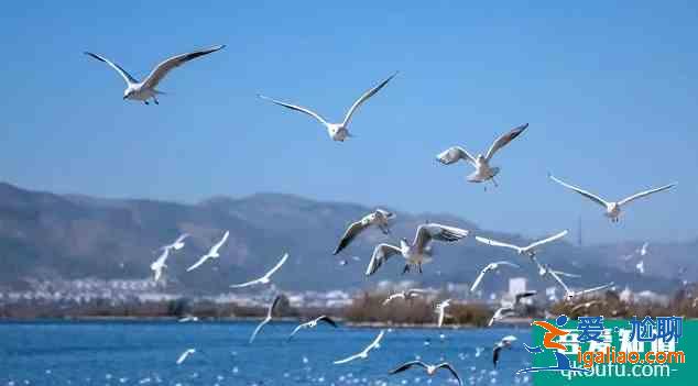 2020大觀公園開放時間調整 昆明海鷗在哪里看？