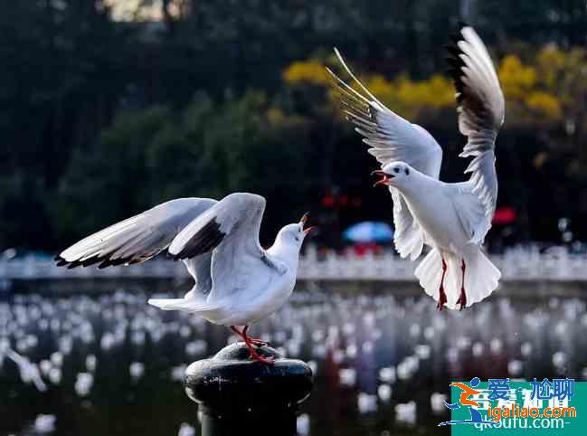 2020大觀公園開放時間調整 昆明海鷗在哪里看？