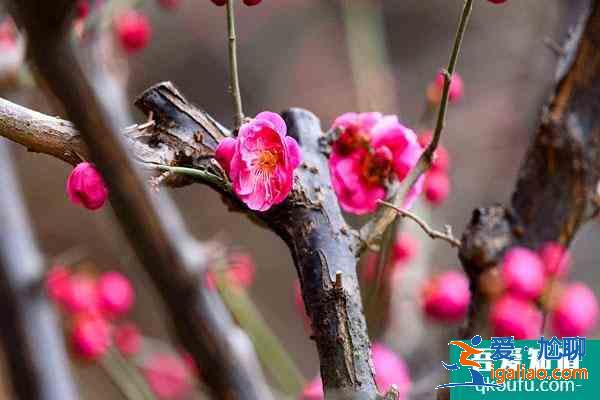 2022廣州看梅花最好地方 廣州賞梅花最佳景點(diǎn)？