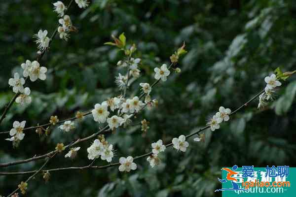 2022廣州看梅花最好地方 廣州賞梅花最佳景點(diǎn)？