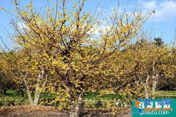 上海臘梅哪個(gè)公園好看 附觀賞時(shí)間? 上海臘梅哪個(gè)公園好看 附觀賞時(shí)間?