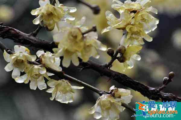 上海臘梅哪個(gè)公園好看 附觀賞時(shí)間? 上海臘梅哪個(gè)公園好看 附觀賞時(shí)間?