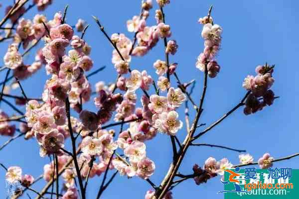 2022武漢東湖梅園梅花開花時間 附最佳觀賞時間？