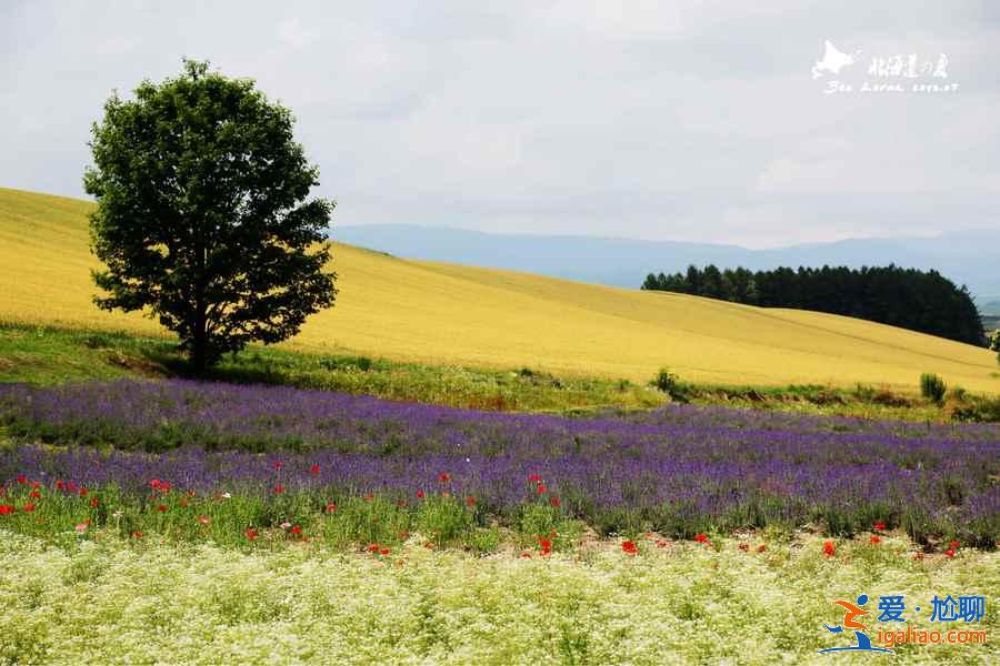 北海道取景地有哪些，北海道有哪些電影取景地？