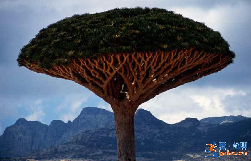 西雙版納有什么特產(chǎn)，西雙版納購(gòu)物買什么好？