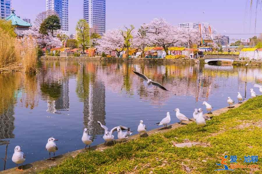 東京上野公園怎么玩，東京上野公園景點，東京上野公園攻略？