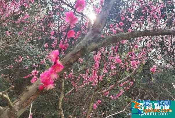 受疫情影響寧波北侖九峰山暫停對外開放2022年1月？