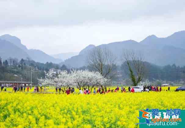 貴陽油菜花什么時候開？
