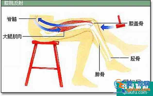 如何區(qū)分條件反射和無(wú)條件反射？？