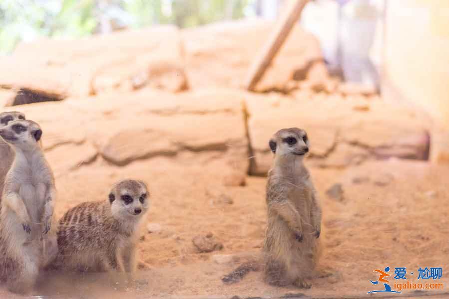 三亞親子游怎么玩，三亞親子游玩攻略，三亞親子游景點推薦？