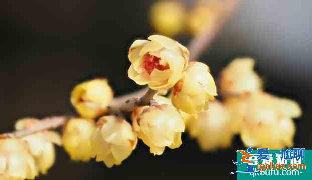 長沙梅花什么時候開花？