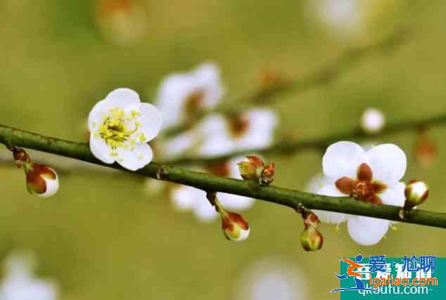 長沙梅花什么時候開花？